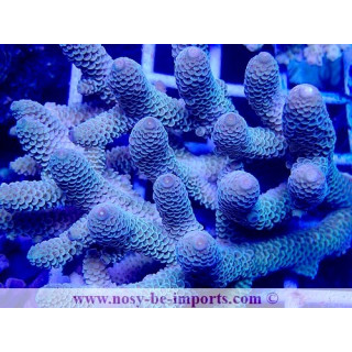 Acropora spathulata USA WYSIWYG 28102023-28