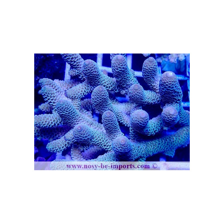 Acropora spathulata USA WYSIWYG 28102023-28