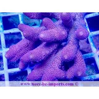 Acropora spathulata USA WYSIWYG 28102023-29