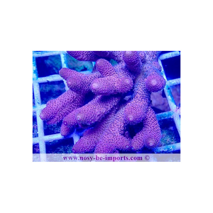 Acropora spathulata USA WYSIWYG 28102023-29