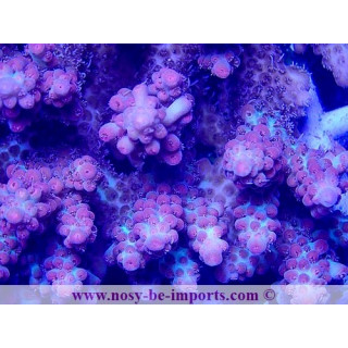 Acropora microclados SSC WYSIWYG 28102023-30
