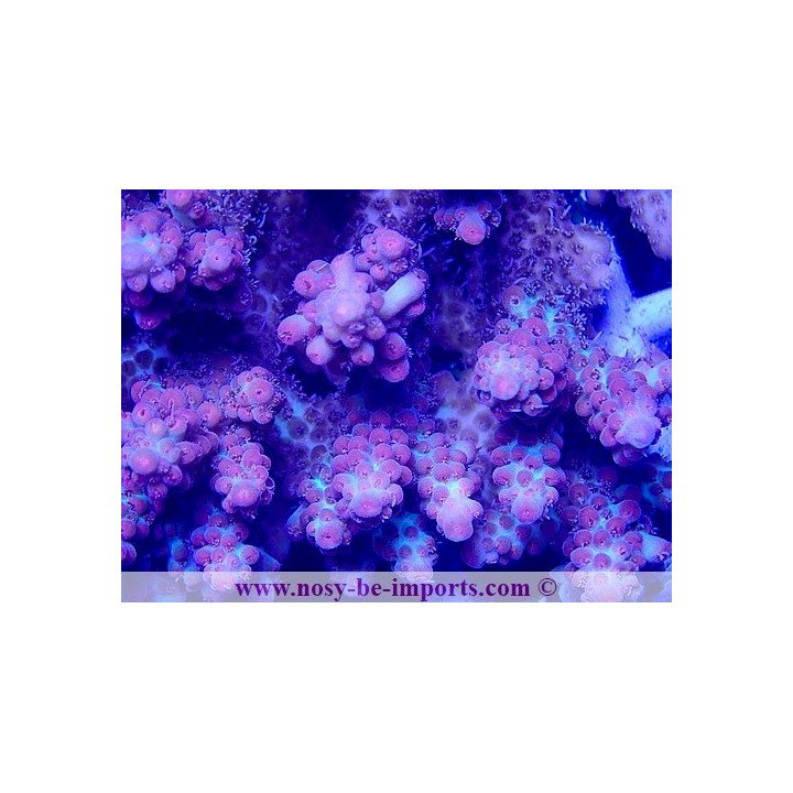 Acropora microclados SSC WYSIWYG 28102023-30