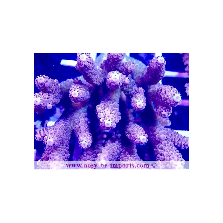 Acropora microclados SSC WYSIWYG 28102023-30