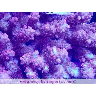 Acropora microclados SSC WYSIWYG 28102023-31
