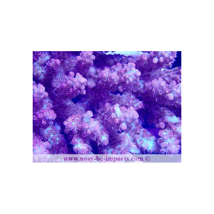 Acropora microclados SSC WYSIWYG 28102023-31