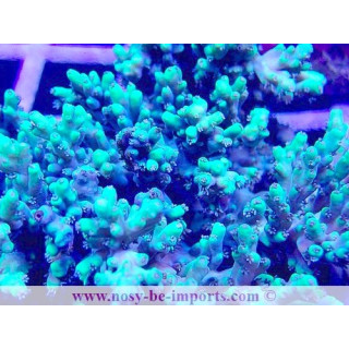 Acropora aculeus WYSIWYG 28102023-32