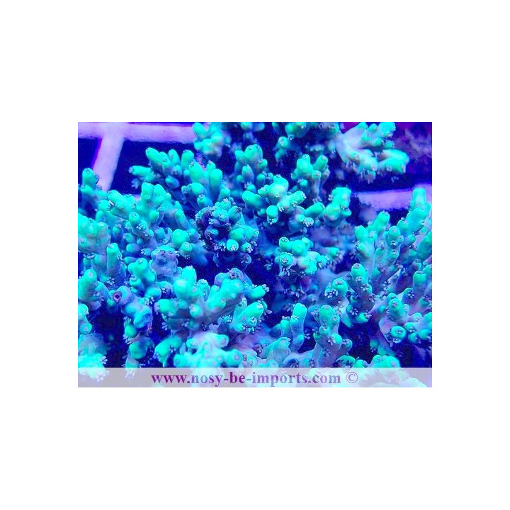 Acropora aculeus WYSIWYG 28102023-32