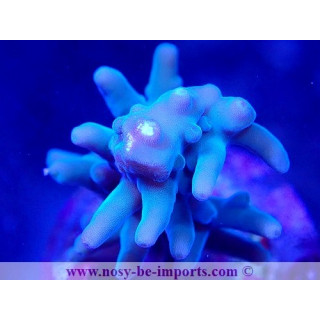 Acropora echinata WYSIWYG 28102023-33