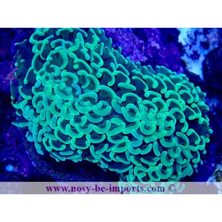 Euphyllia ancora WYSIWYG 28102023-38