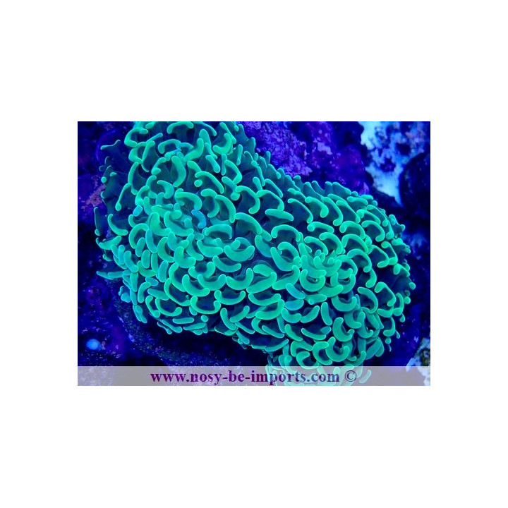 Euphyllia ancora WYSIWYG 28102023-38