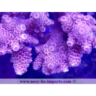 Acropora millepora WYSIWYG 11112023-1