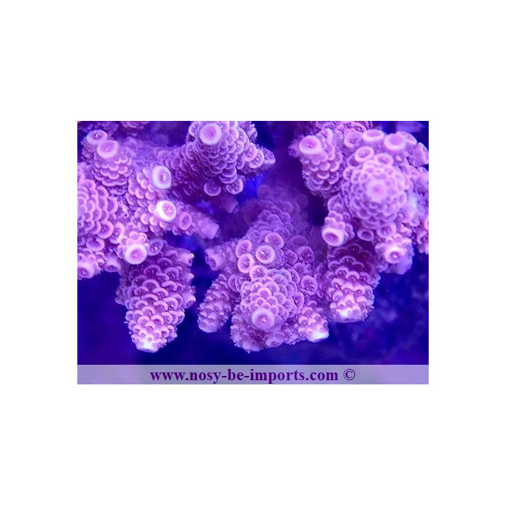 Acropora millepora WYSIWYG 11112023-1