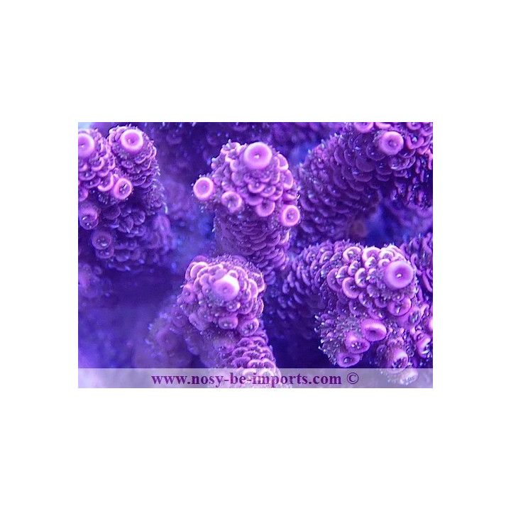 Acropora millepora WYSIWYG 11112023-1