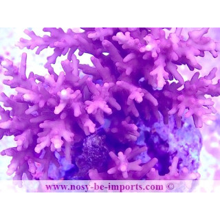 Acropora carduus WYSIWYG 11112023-2
