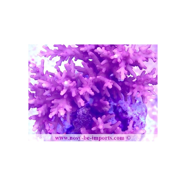 Acropora carduus WYSIWYG 11112023-2