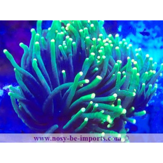 Euphyllia glabrescens WYSIWYG 11112023-7