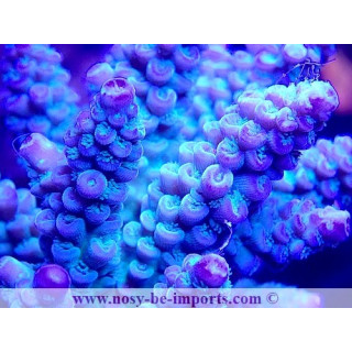 Acropora tenuis WYSIWYG 11112023-8