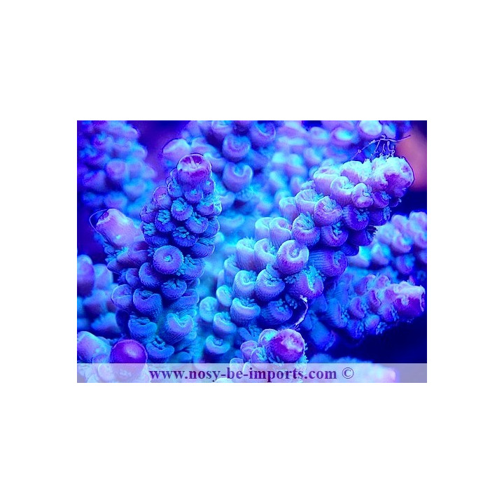 Acropora tenuis WYSIWYG 11112023-8