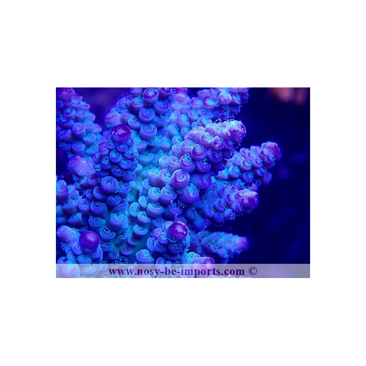 Acropora tenuis WYSIWYG 11112023-8
