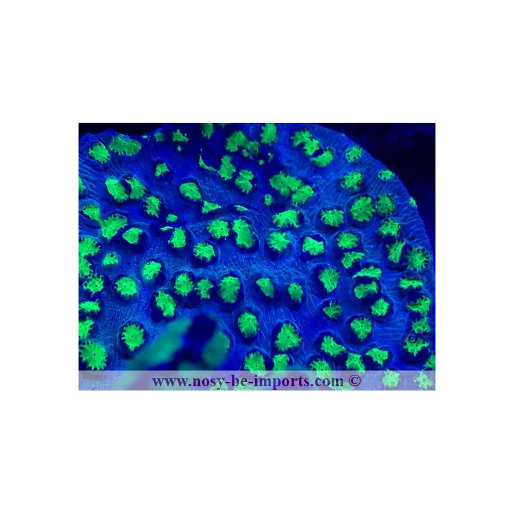 Echinopora lamellosa WYSIWYG 11112023-13