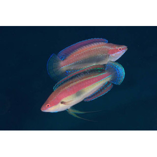 Cirrhilabrus temminckii