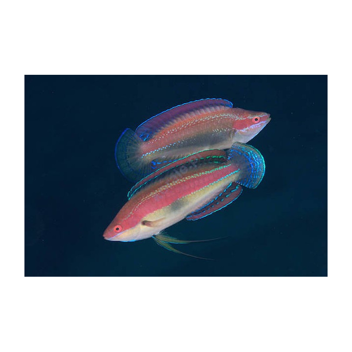 Cirrhilabrus temminckii