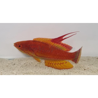 Paracheilinus flavianalis