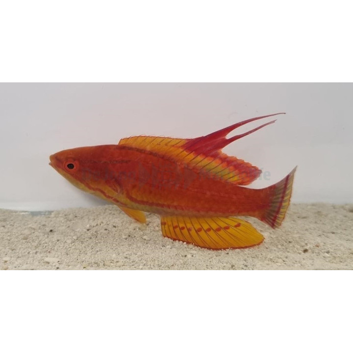 Paracheilinus flavianalis