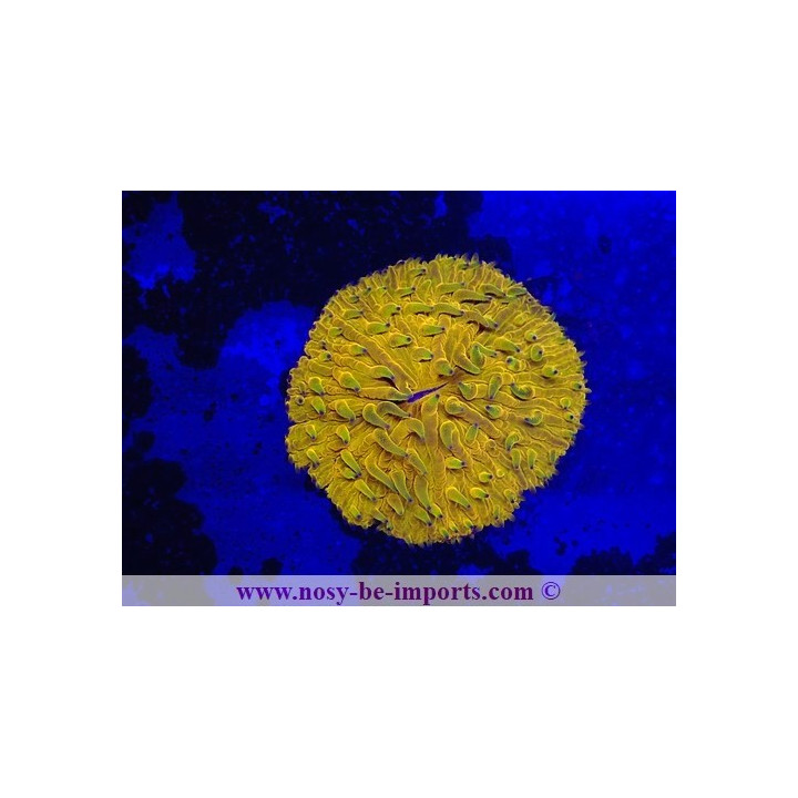 Cycloseris sp. orange fluo - Corail VPC - Aquarium sur mesure