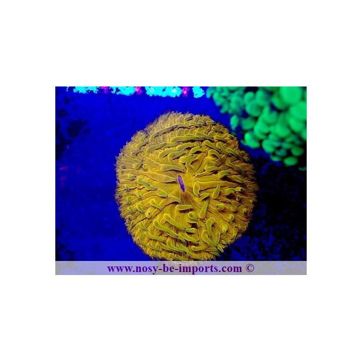 Cycloseris sp. orange fluo - Corail VPC - Aquarium sur mesure