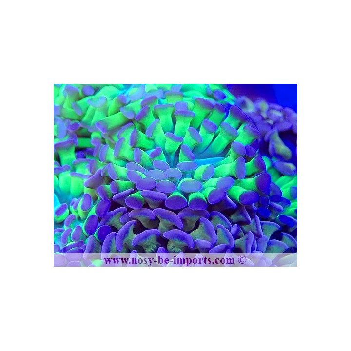 Euphyllia paraancora WYSIWYG 23112023-1