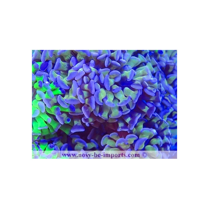 Euphyllia paraancora WYSIWYG 23112023-1