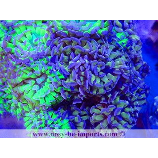 Euphyllia paraancora WYSIWYG 23112023-1