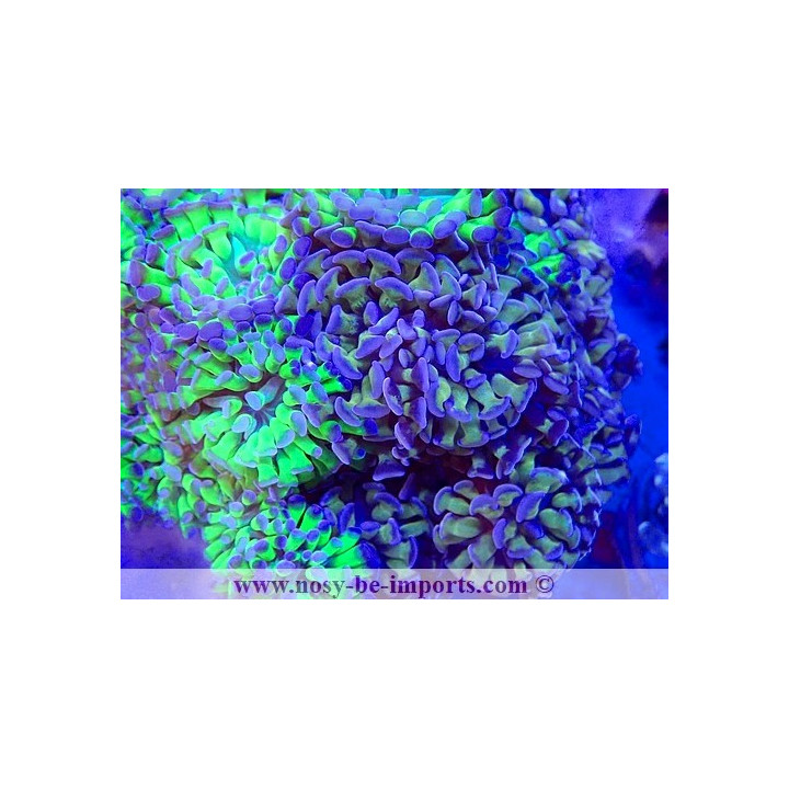 Euphyllia paraancora WYSIWYG 23112023-1