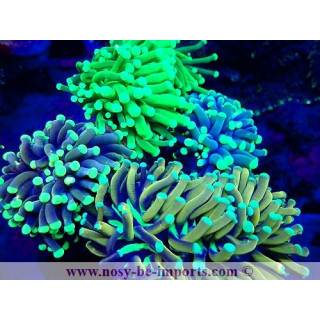 Euphyllia glabrescens WYSIWYG 23112023-2