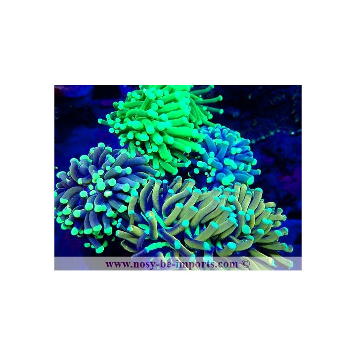 Euphyllia glabrescens WYSIWYG 23112023-2