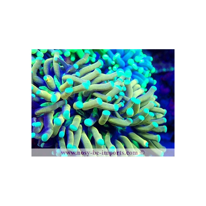 Euphyllia glabrescens WYSIWYG 23112023-2
