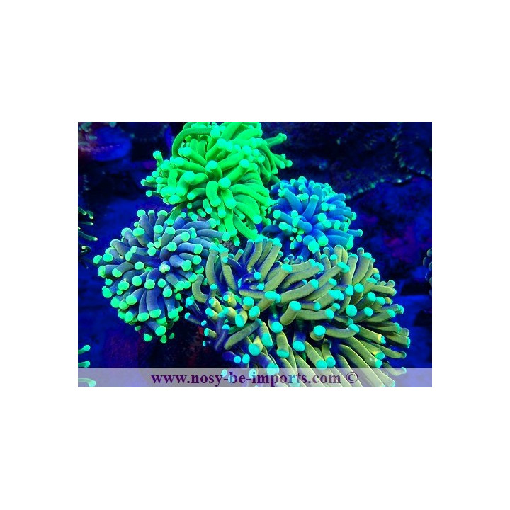 Euphyllia glabrescens WYSIWYG 23112023-2
