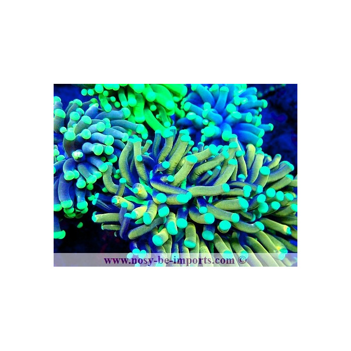Euphyllia glabrescens WYSIWYG 23112023-2