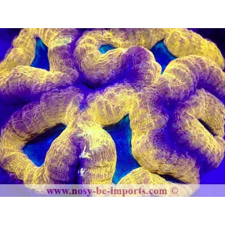 Lobophyllia corymbosa WYSIWYG 23112023-4