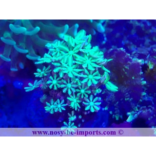 Tubipora musica WYSIWYG 23112023-5