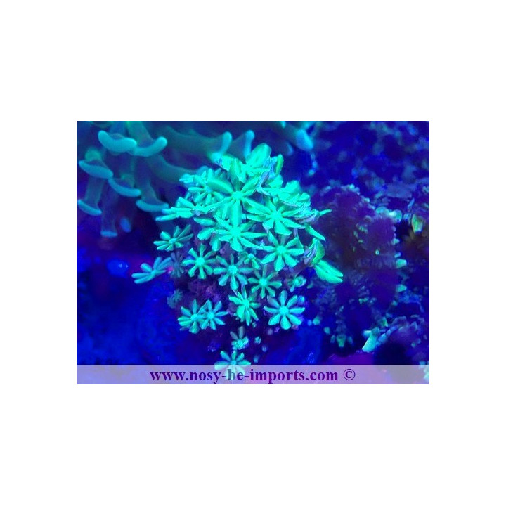 Tubipora musica WYSIWYG 23112023-5