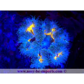 Epicystis crucifer 23112023-6