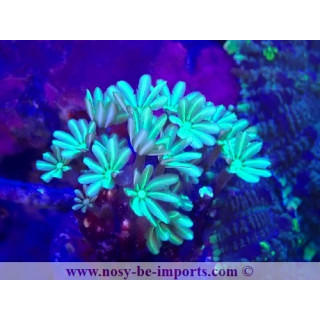 Tubipora musica WYSIWYG 23112023-7
