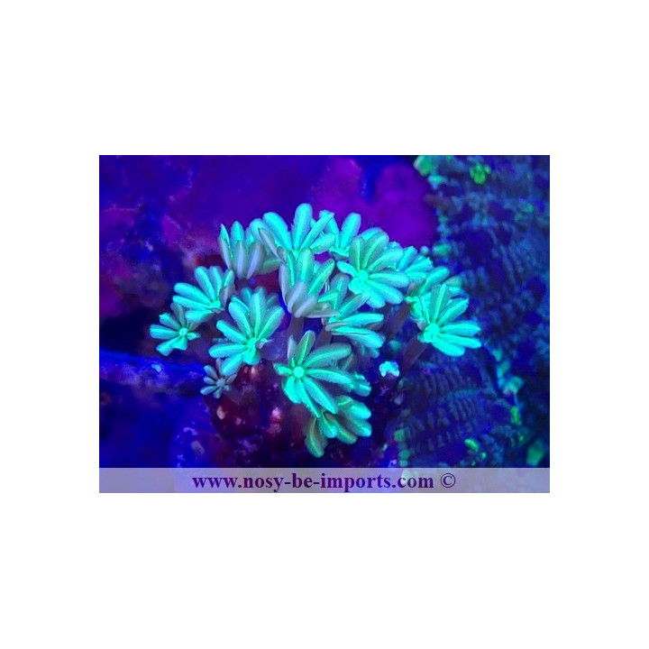 Tubipora musica WYSIWYG 23112023-7