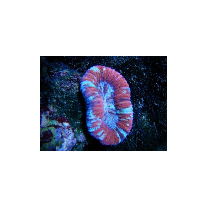 Trachyphyllia sp. rouge - coraux dur LPS - coraux VPC - Aquarium sur mesure