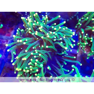 Euphyllia glabrescens WYSIWYG 23112023-9