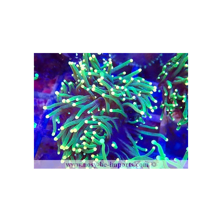 Euphyllia glabrescens WYSIWYG 23112023-9
