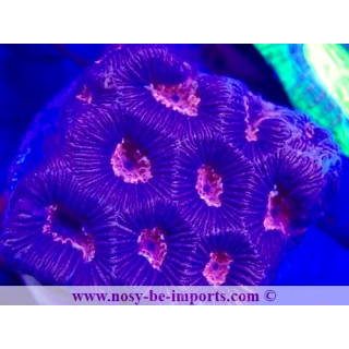 Favia sp. WYSIWYG 23112023-11