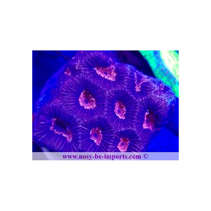 Favia sp. WYSIWYG 23112023-11